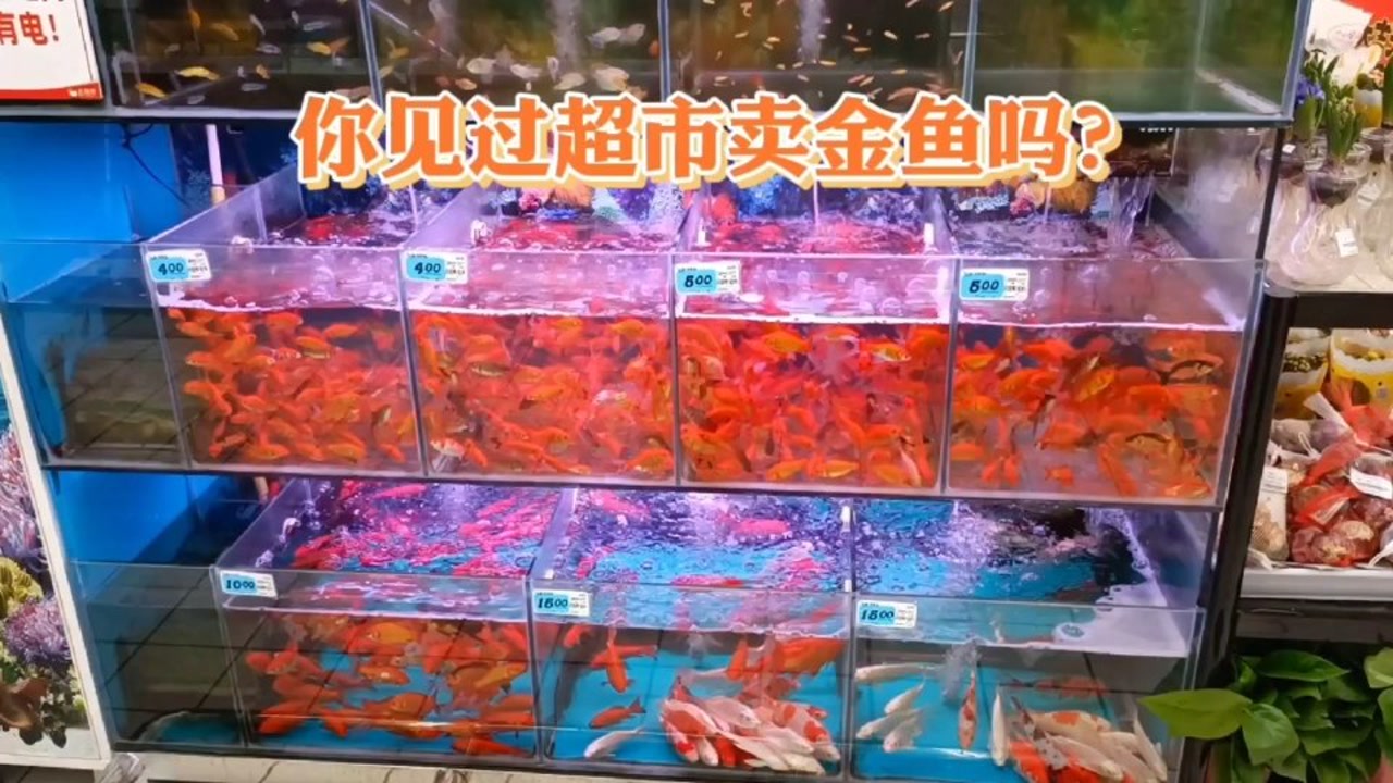 你见过超市卖金鱼吗?想不到利润可观,都想养几只红红火火过大年
