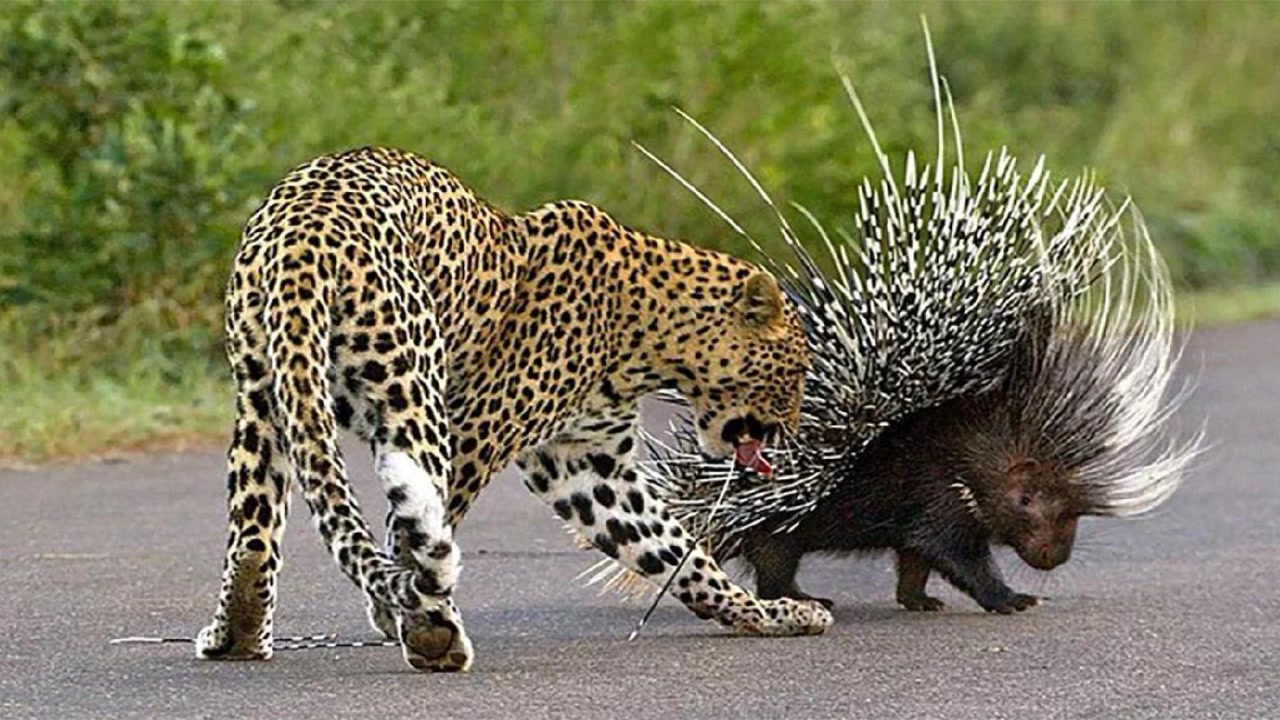 豹子袭击豪猪,遭受刺伤,豪猪在南非遭受袭击.