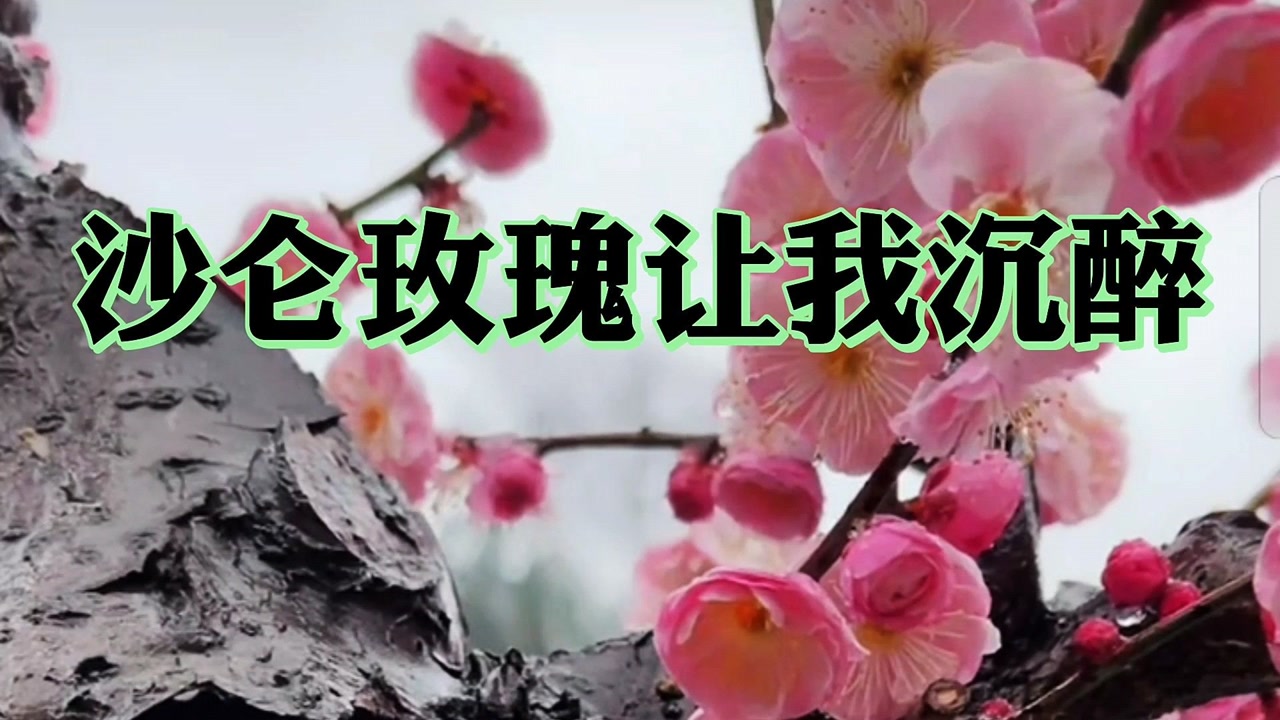沙伦玫瑰让我沉醉