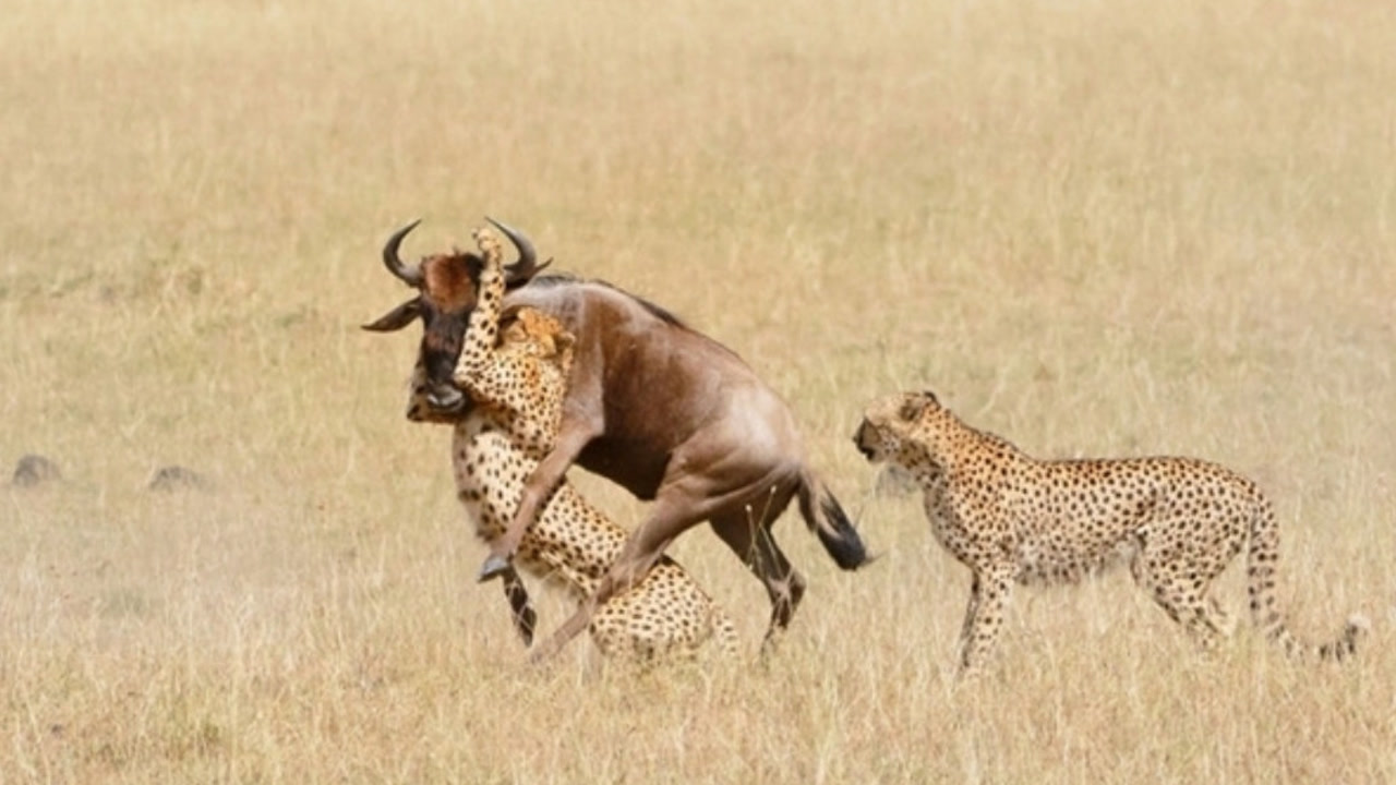 角马被两只猎豹轮番撕咬,隔着屏幕都觉得疼
