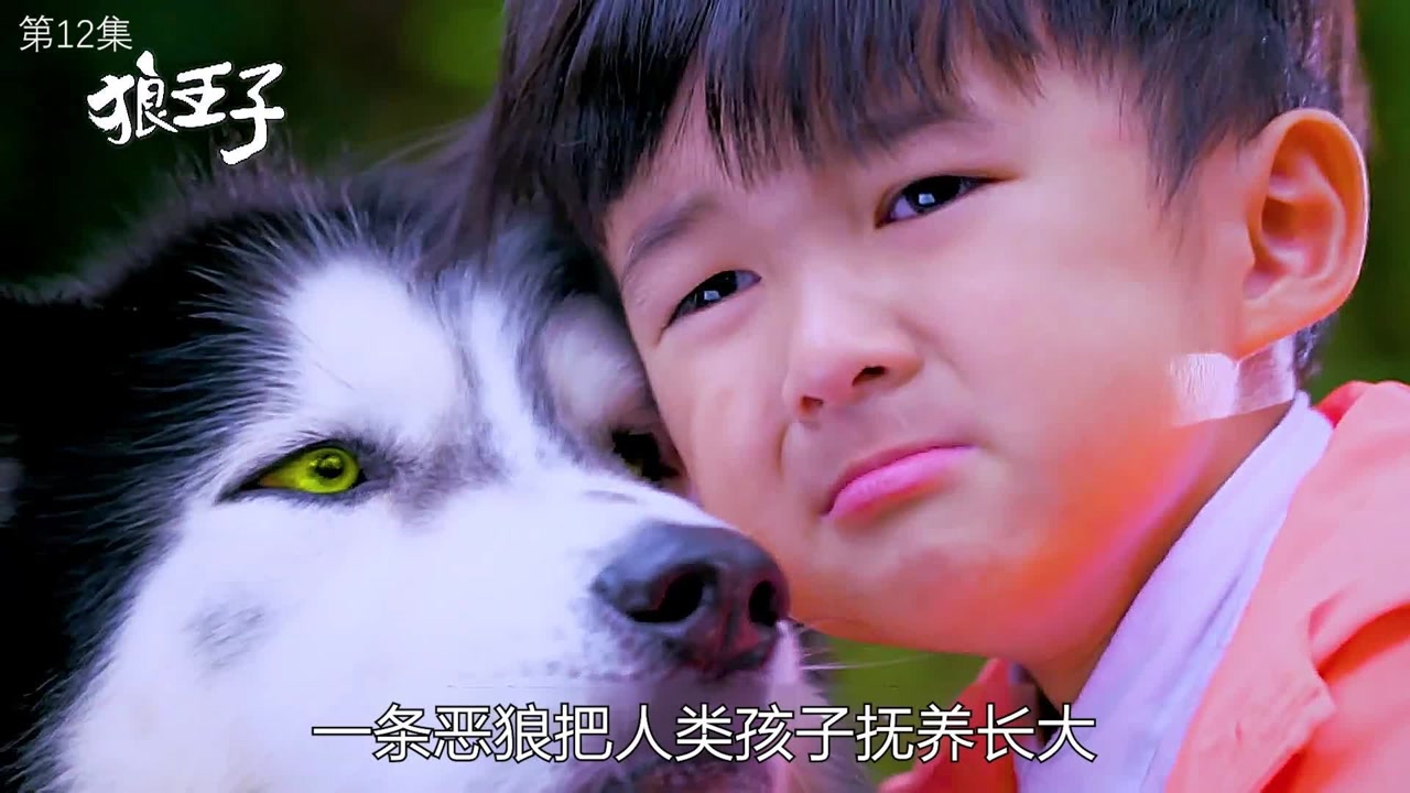 狼族首领狼王,带着狼王子泽明,下山寻心中的母狼