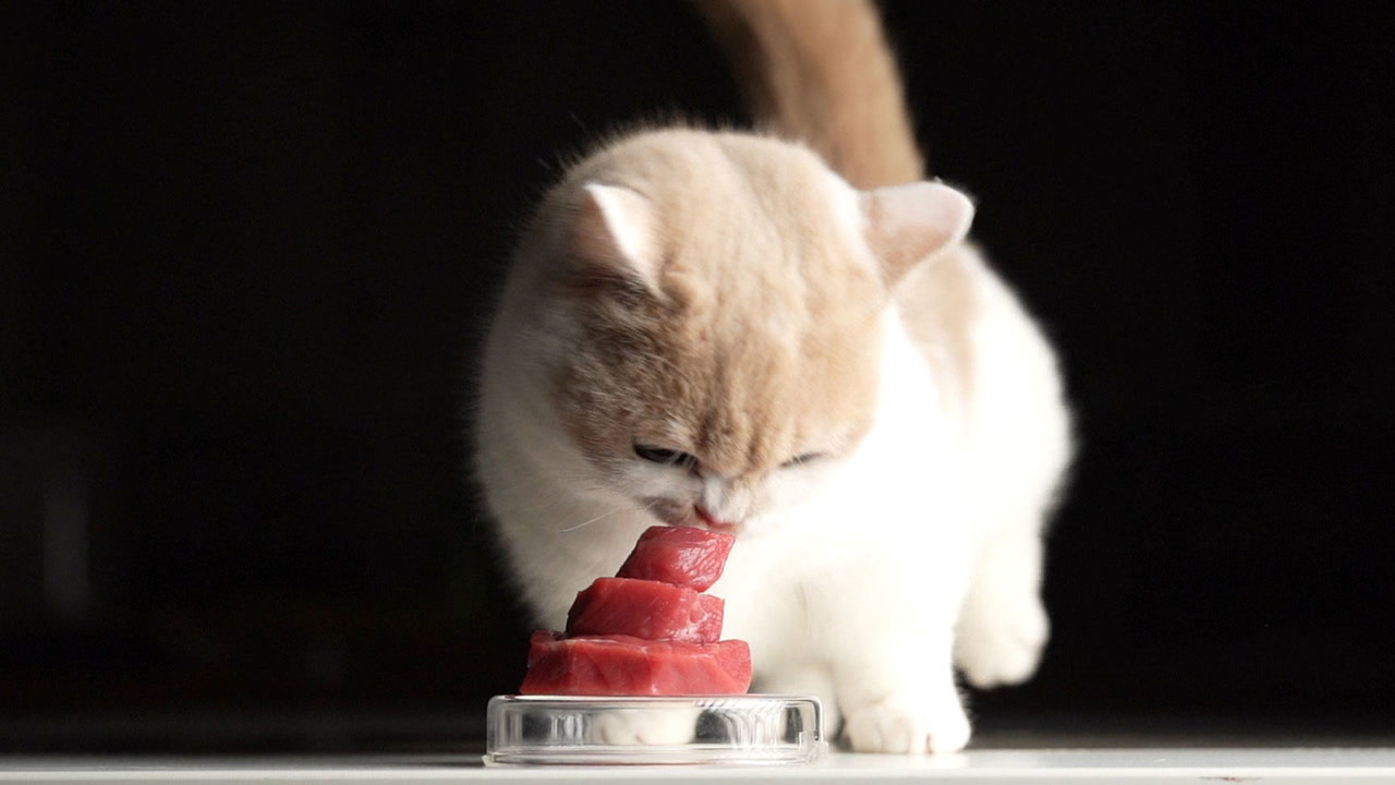 【奶茶】小猫咪吃"牛肉汉堡"
