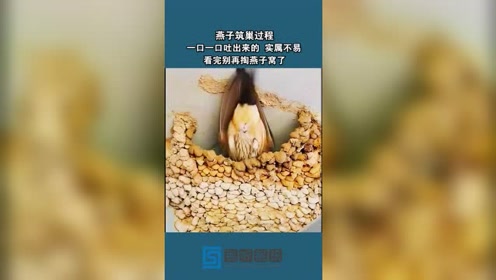 燕子筑巢过程一口一口吐出来实属不易
