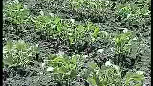 红小豆栽培技术 腾讯视频