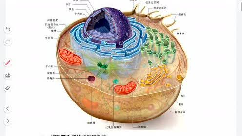 动物植物细胞 腾讯视频