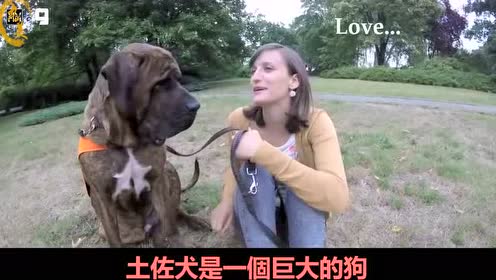 力犬g7 腾讯视频