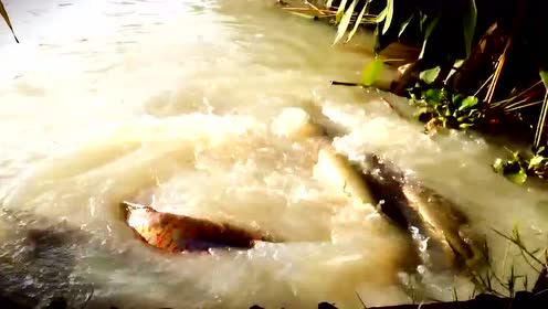 巨蛇骨鱼 腾讯视频