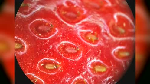 男子将草莓放在显微镜下, 看到了惊人的一幕!