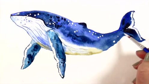 用水彩画出一条逼真的鲸鱼,还不赶快学起来
