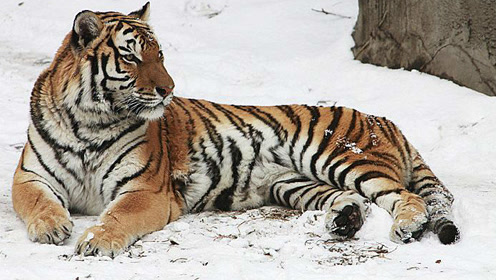 东北虎发威瞬间秒杀三头狮子,不愧是百兽之王