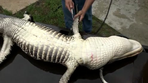 实拍老外是如何宰杀养殖的鳄鱼,原来和杀猪差不多