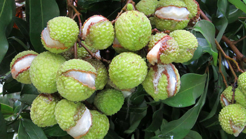 福建漳州龙海市:阴雨下不停 荔枝裂果严重