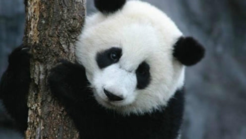 直击网红熊猫"萌兰"过生日 两岁国宝萌萌哒