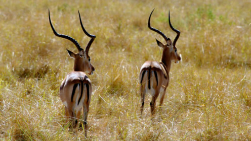 恋爱季节到了,东非大草原上的角马和羚羊,开始燥动起来了