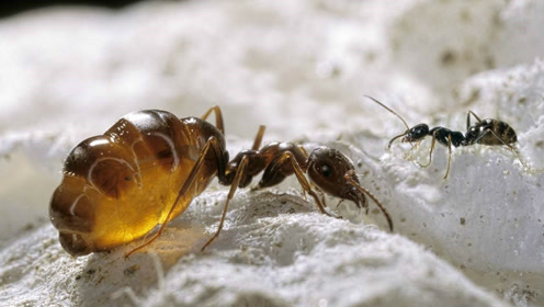 这只有野心的蚂蚁公主 通过惊人的手段俘虏公蚁并刺杀蚂蚁王后