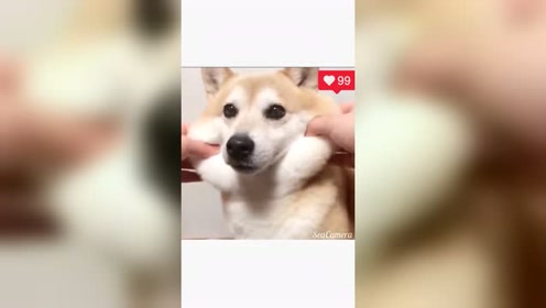 柴犬被捏脸 腾讯视频