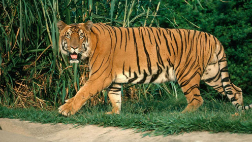 动物家族传奇孟加拉虎图片