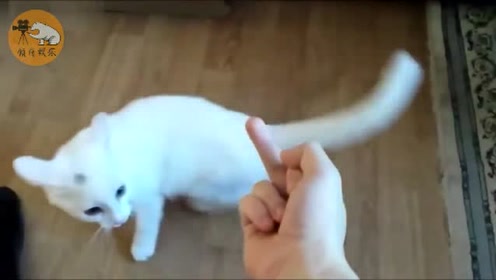 对猫星人竖中指 腾讯视频