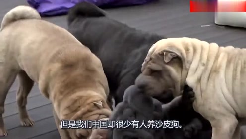 沙皮狗 腾讯视频