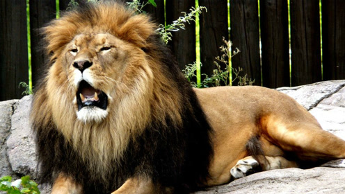 好恐怖荒原惊现狮子将猎物合力捕杀