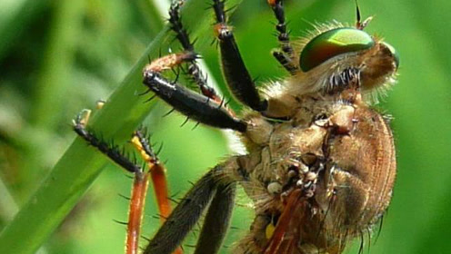 机灵的小茧蜂利用大瓢虫产卵,发现时以晚