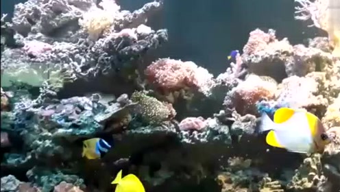 海水生态鱼缸 腾讯视频