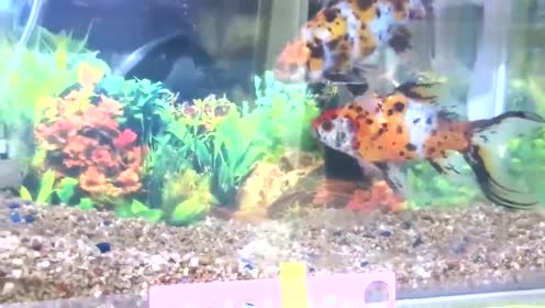 朱文金 腾讯视频