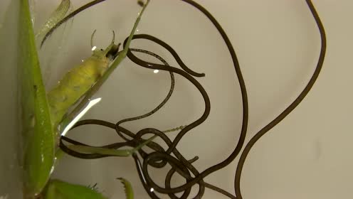 从螳螂体内爬出一大捆铁线虫