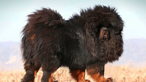 相当凶猛 藏獒杀狼视频