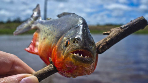 凶残成性的亚马逊食人鱼
