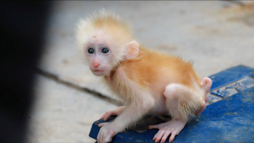 萌化了!云南普洱一北豚尾猴幼崽获救!