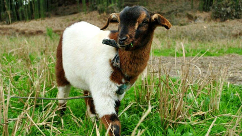 一头山羊不停地挑衅狗狗 狗的傲慢引得山羊从此怀疑羊生!