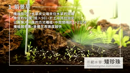阴性水草缸 腾讯视频