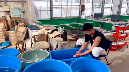 大日养鲤场 腾讯视频