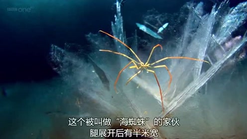 海蜘蛛 腾讯视频