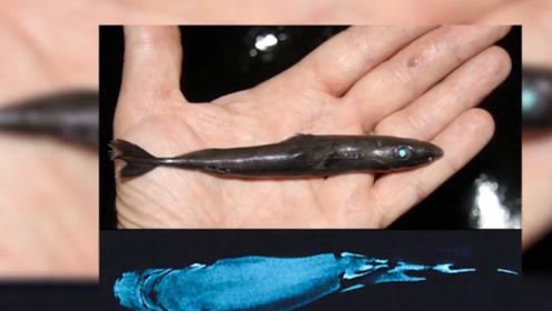 体长仅有30厘米,是世界上最小的鲨鱼,其中一项其他鲨鱼没有这功能