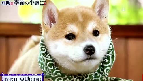 豆助 腾讯视频