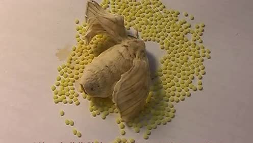 上传者:ms陈时 间:2016-05-12蚕的一生,蚕的生长和发育0:08:01上传者