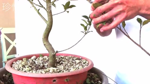 让人开眼界的榕树"钻孔"嫁接方式,对盆景补枝造型有奇效!