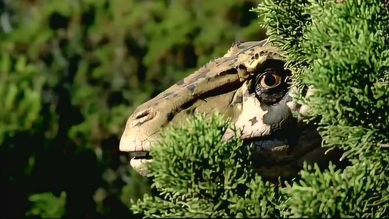 与恐龙同行:犹他盗龙以杉木为掩护,悄然跟进禽龙,打算猎捕它