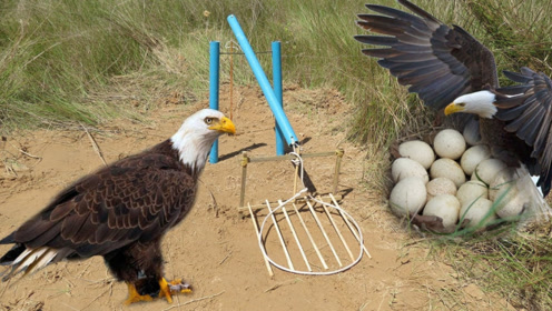 男子自制陷阱抓老鹰,看完之后,网友:这原始技术估计没人会