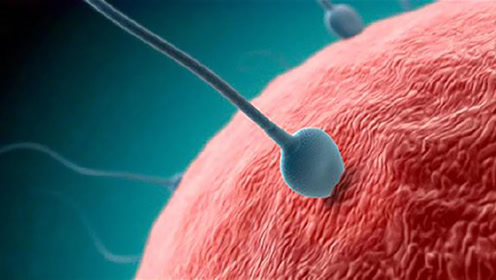 0:08:04自然受孕过程时 间:2017-06-26上传