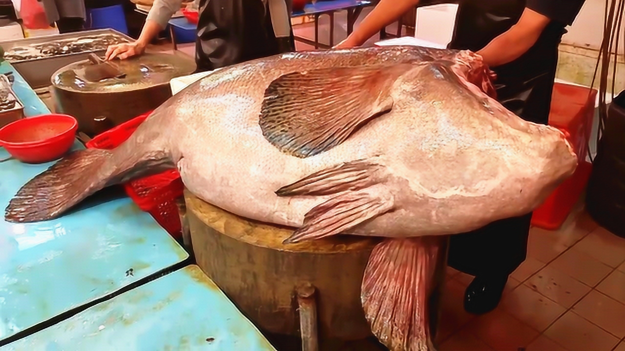 鱼王处理罕见巨型龙趸,一斤90元能卖上万元,刚切就被土豪订走