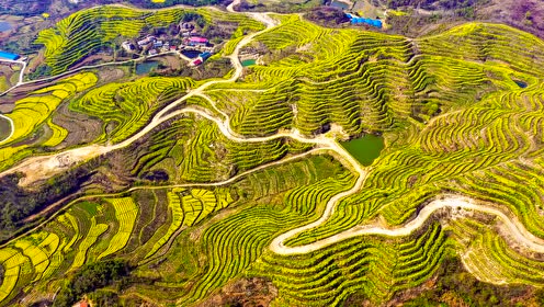 浠水巴河城山油菜花海2020年