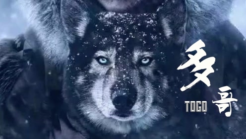 史上最勇敢的动物,催泪感人,根据1925年真实事件改编电影《多哥》