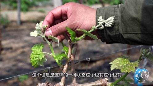 [图]如何判断葡萄有没有花序？小阳实物讲述对比