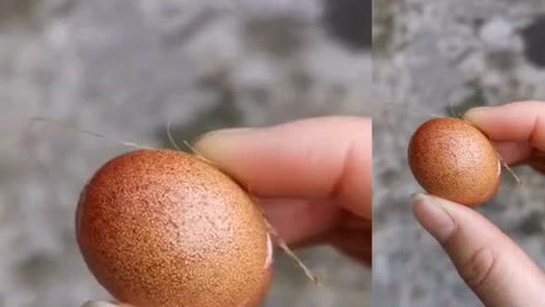 刚刚爸爸捡的小鸡蛋,叫我扔了,俗称鬼蛋