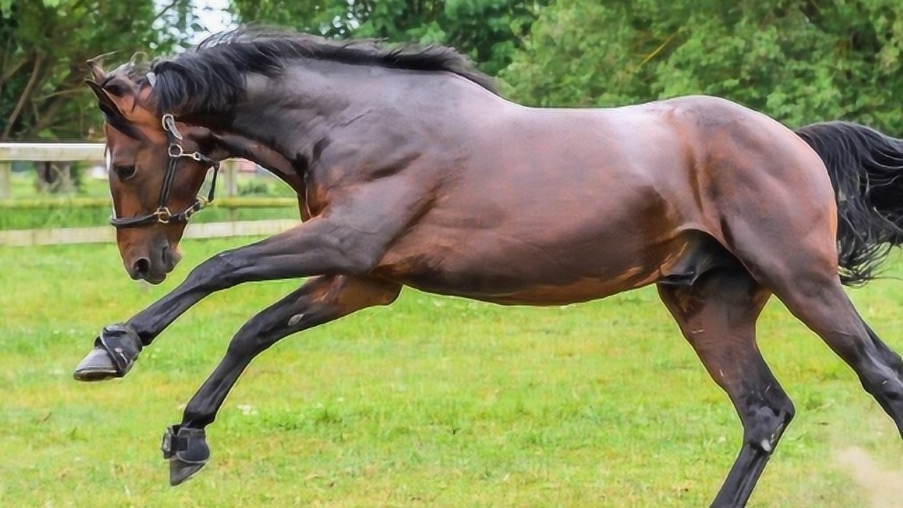 世界上最贵的纯血马,身价高达4.9亿元,贫穷限制了想象!