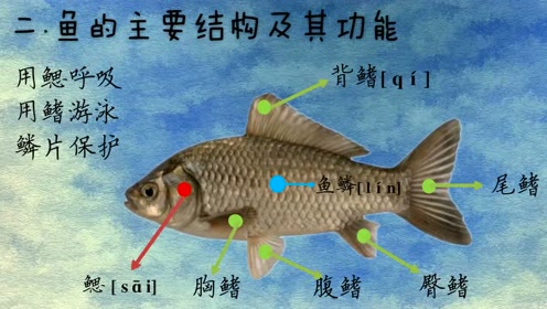 观察鱼侧线 腾讯视频