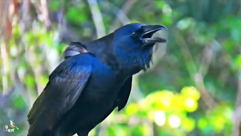 乌鸦近距离鸣叫,感受不一样的鸟叫声